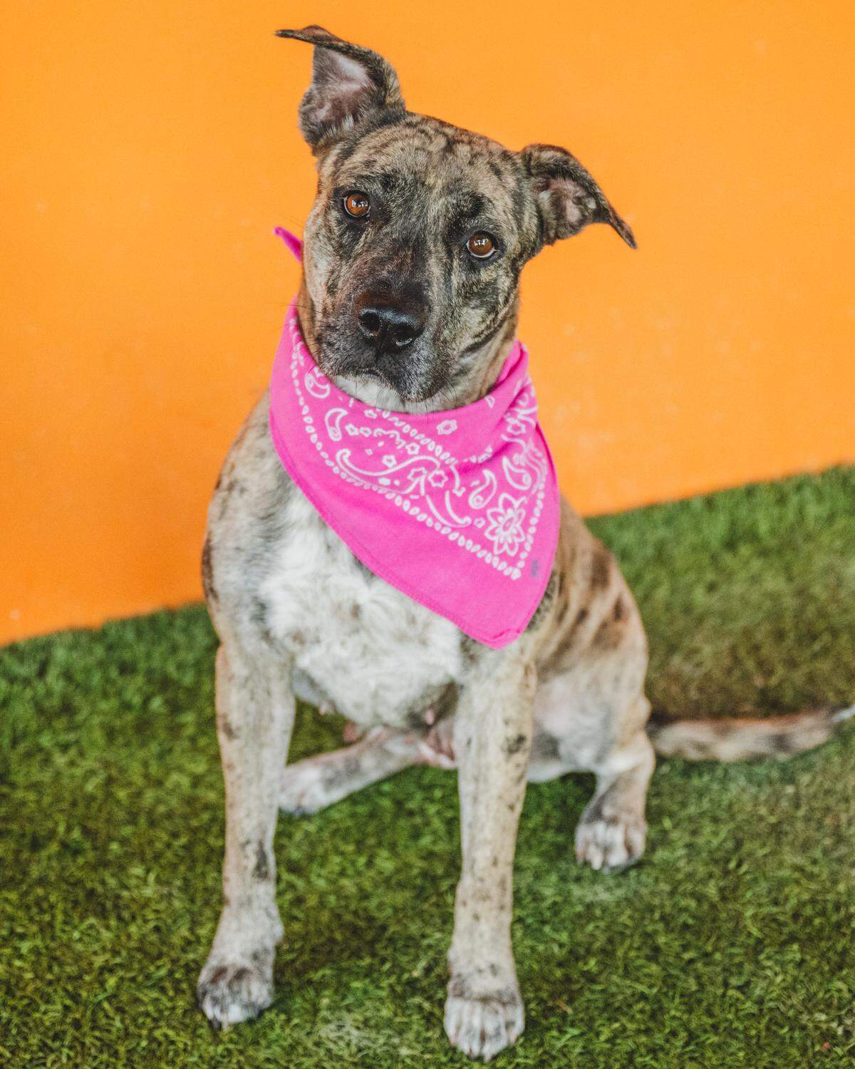 Introducing Safari #A2469508, the 2-year-old mixed breed dog who’s ready to embark on an exciting journey with you! Safari has been at the shelter since May, patiently waiting for her forever home. She’s a playgroup participant who prefers the company of low to moderate energy dogs. Safari is not only well-mannered but also knows how to sit on command. She also loves greeting her handlers with warm and fuzzy hugs! Don’t wait any longer, bring Safari home and let the wild adventures begin with your new furry friend!