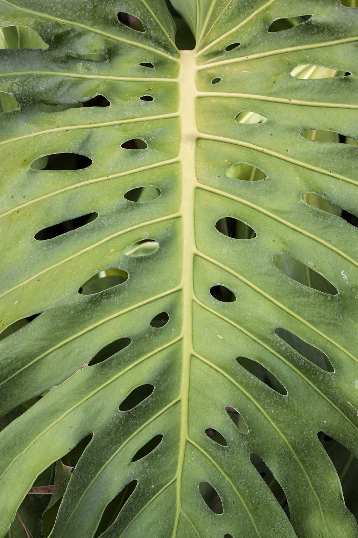 Common aroids (also known as arums) such as Monstera can be a hazard to pets.