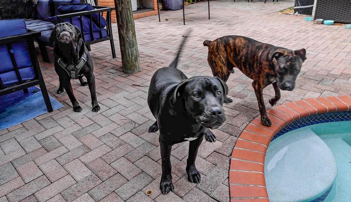 Three of the stray dogs rescued by Angel Medina III that were abandoned in his neighborhood in the Hammocks area. The Medina family kept them in their backyard while trying to find them homes. The one on the left went by Miss Lady at the Medina home, but was later named Luna when she entered Miami-Dade County’s pet shelter. The two dogs on the right were named Gordo and Tigger by the Medinas.