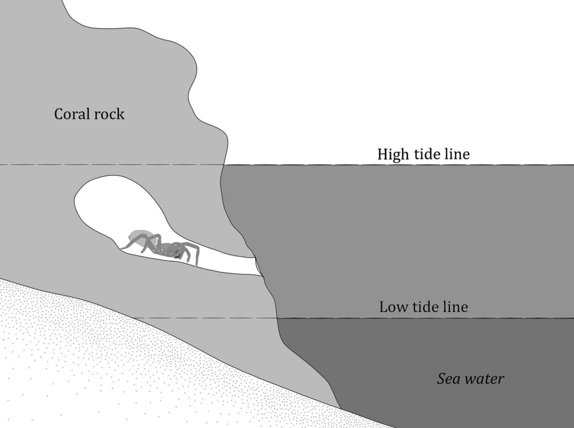 A diagram shows an Idioctis parilarilao, or Parilarilao trapdoor spider, burrow in the intertidal zone.