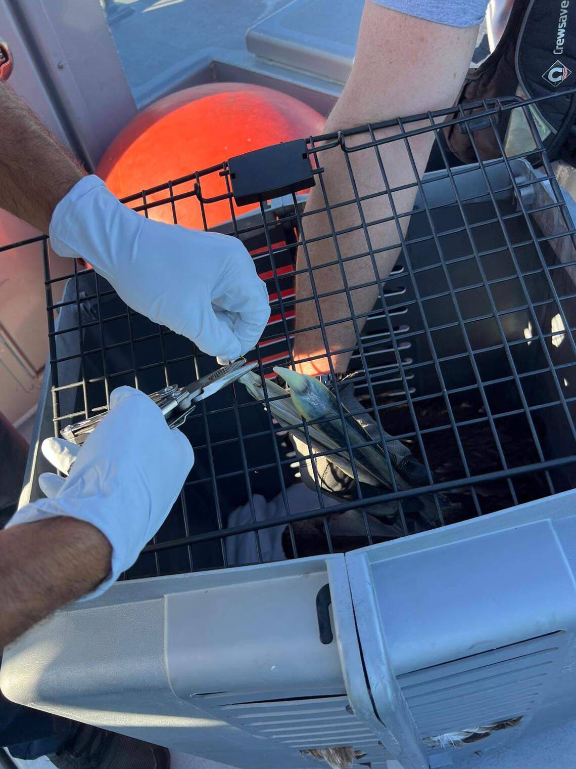 Miami-Dade Fire Rescue and the U.S. Coast Guard saved an entangled pelican near Haulover Inlet on Jan. 6, 2026.
