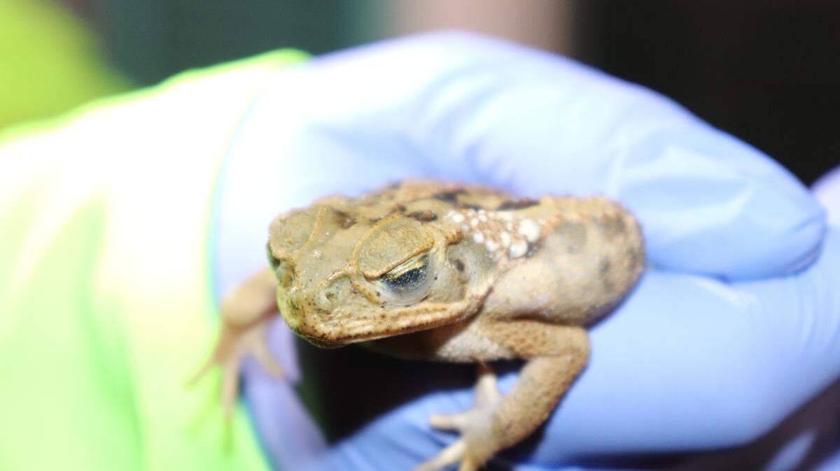Bufo toads, also known as cane toads, are extremely dangerous to your pets, as they secrete toxins if a dog licks them, or picks them up in their mouth. The toxin can kill an animal.