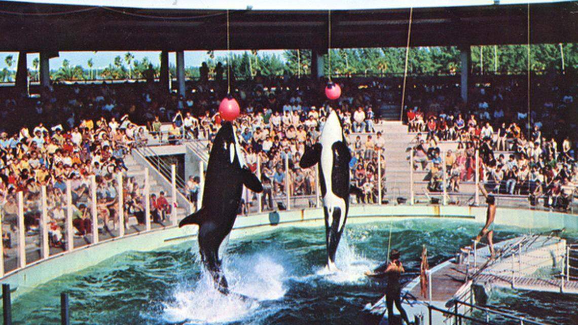 Meet the Seaquarium stars: Flipper, Salty, Lolita, Hugo, Carolina Snowball