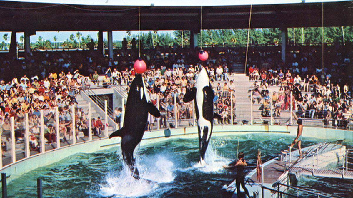 Meet the Seaquarium stars: Flipper, Salty, Lolita, Hugo, Carolina Snowball