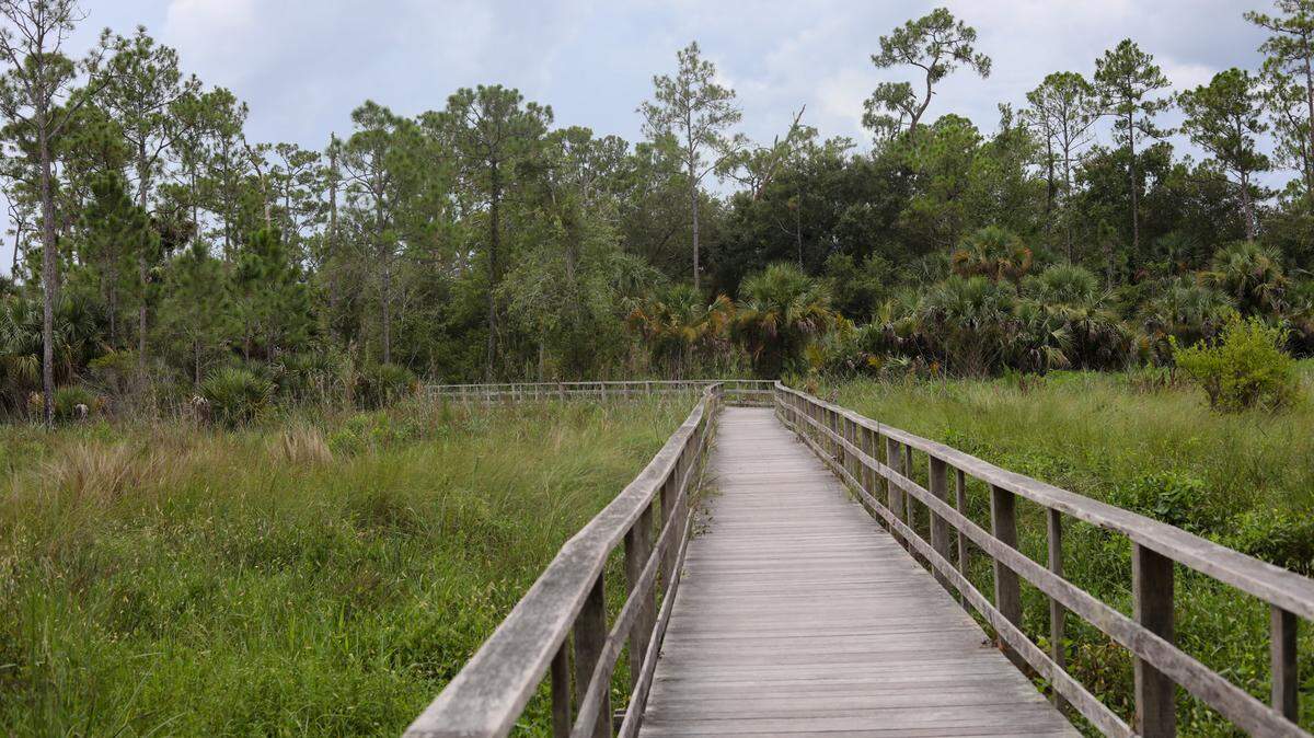 A view of the boardwalk at Corkscrew Sanctuary in southwest Florida.