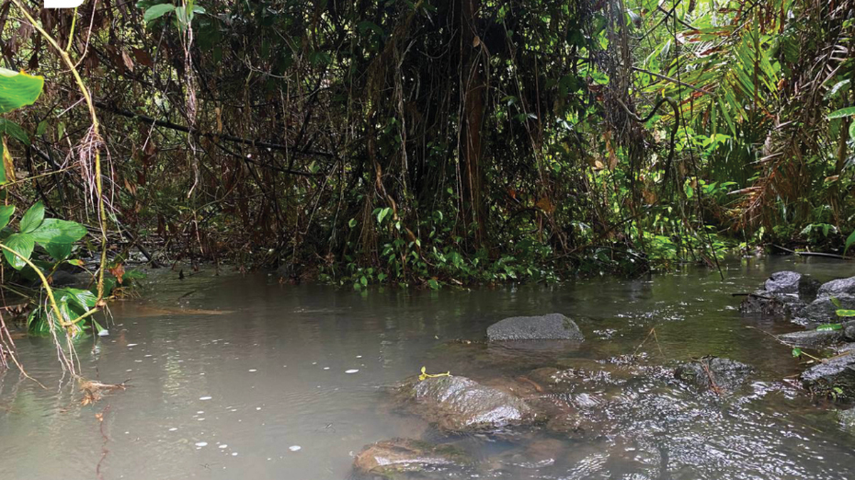 After a heavy rain in southern Vietnam, the sound of a bicycle horn alerted researchers to a new species.