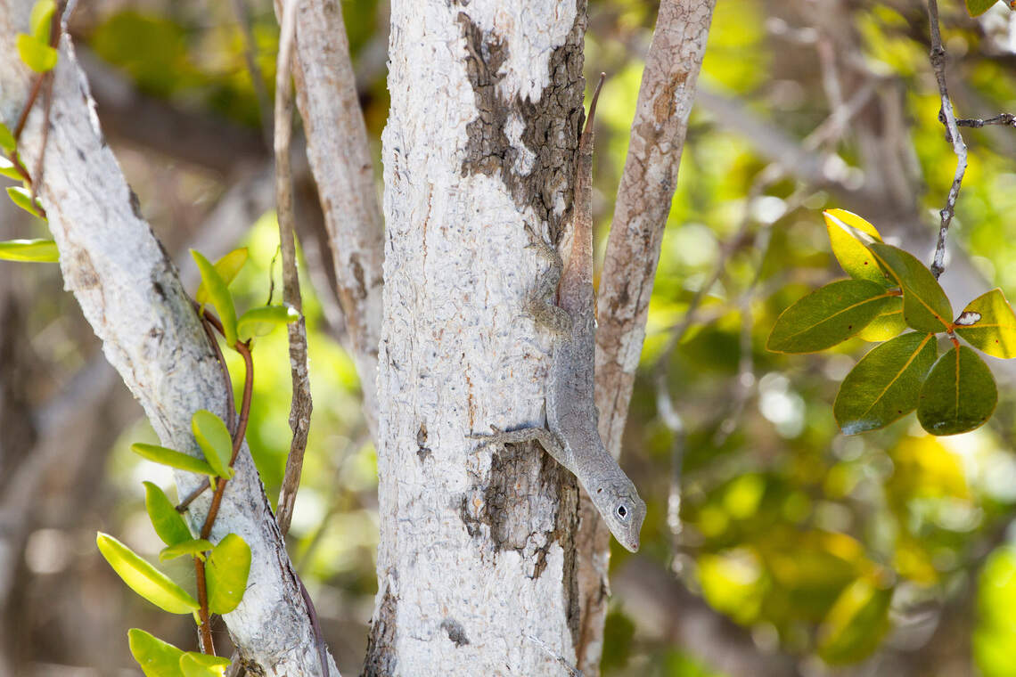 How Lizards Survive Hurricanes Leaf Blower: Shocking Survival Secrets