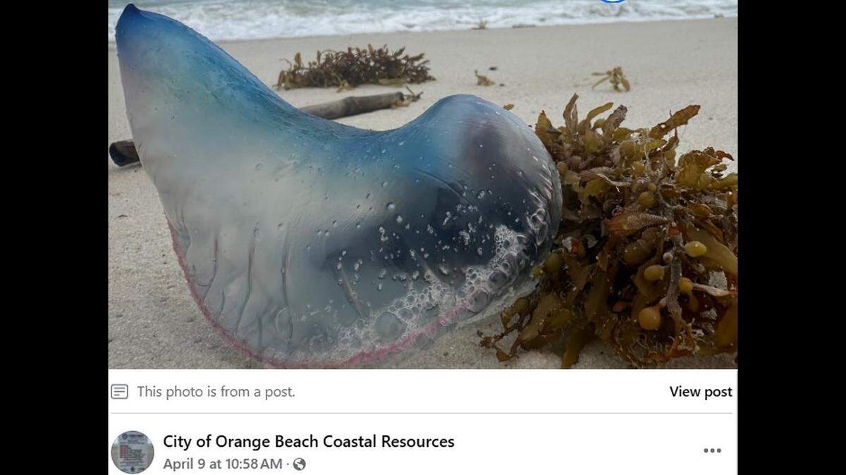 Jellyfish-like creatures, known as Portuguese man-of-wars, have been spotted recently along Florida and Alabama beaches, officials said.
