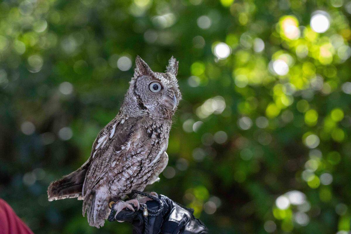 Pelican Harbor Seabird Station Ambassador ‘Mowgli’ is a rehabilitated Eastern Screech Owl who appears at special events like Bird Day hosted by Tropical Audubon Society.