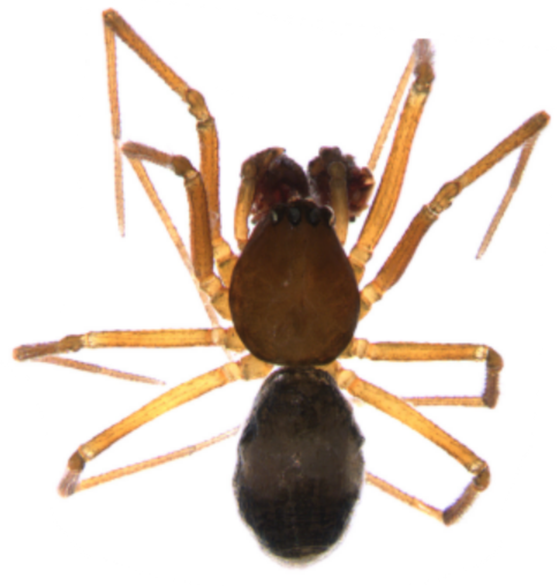 A male specimen of Agyneta unguiserrata.