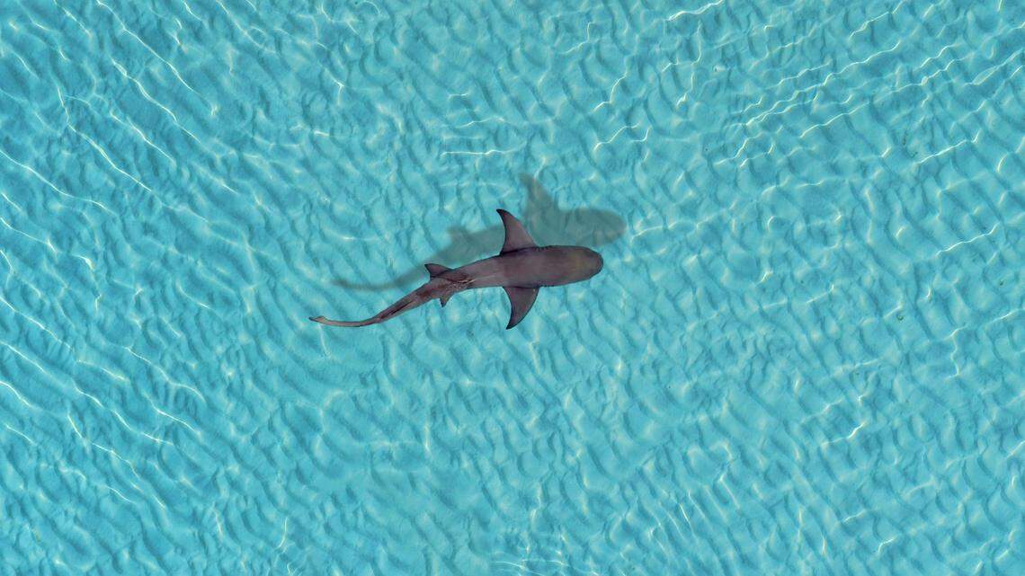 A shark (not pictured) first caught off Cape Cod was fitted with tracking tags before researchers received odd results.