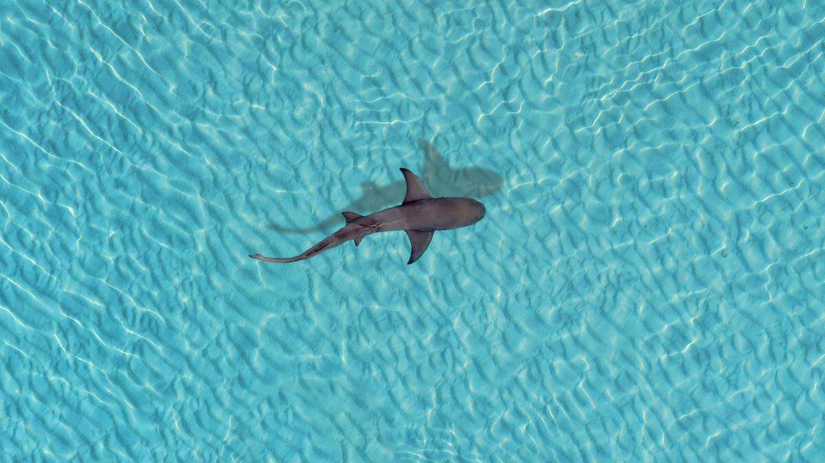 A shark (not pictured) first caught off Cape Cod was fitted with tracking tags before researchers received odd results.