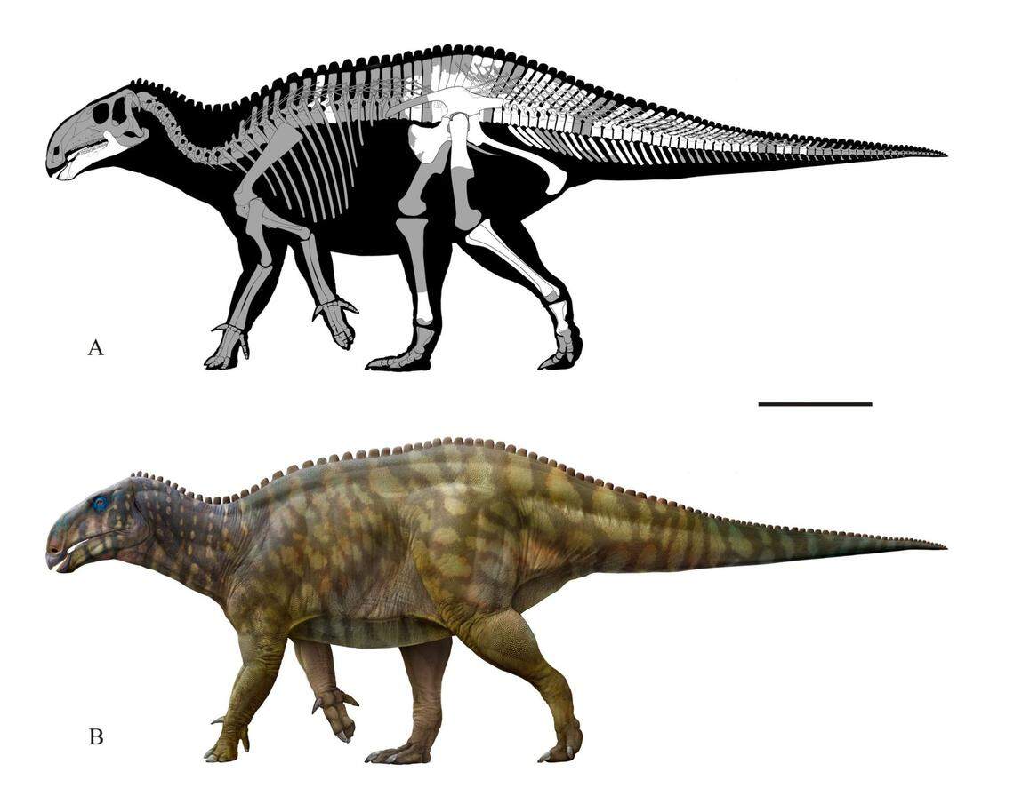 The new species was about 26 feet long and was quadrupedal.