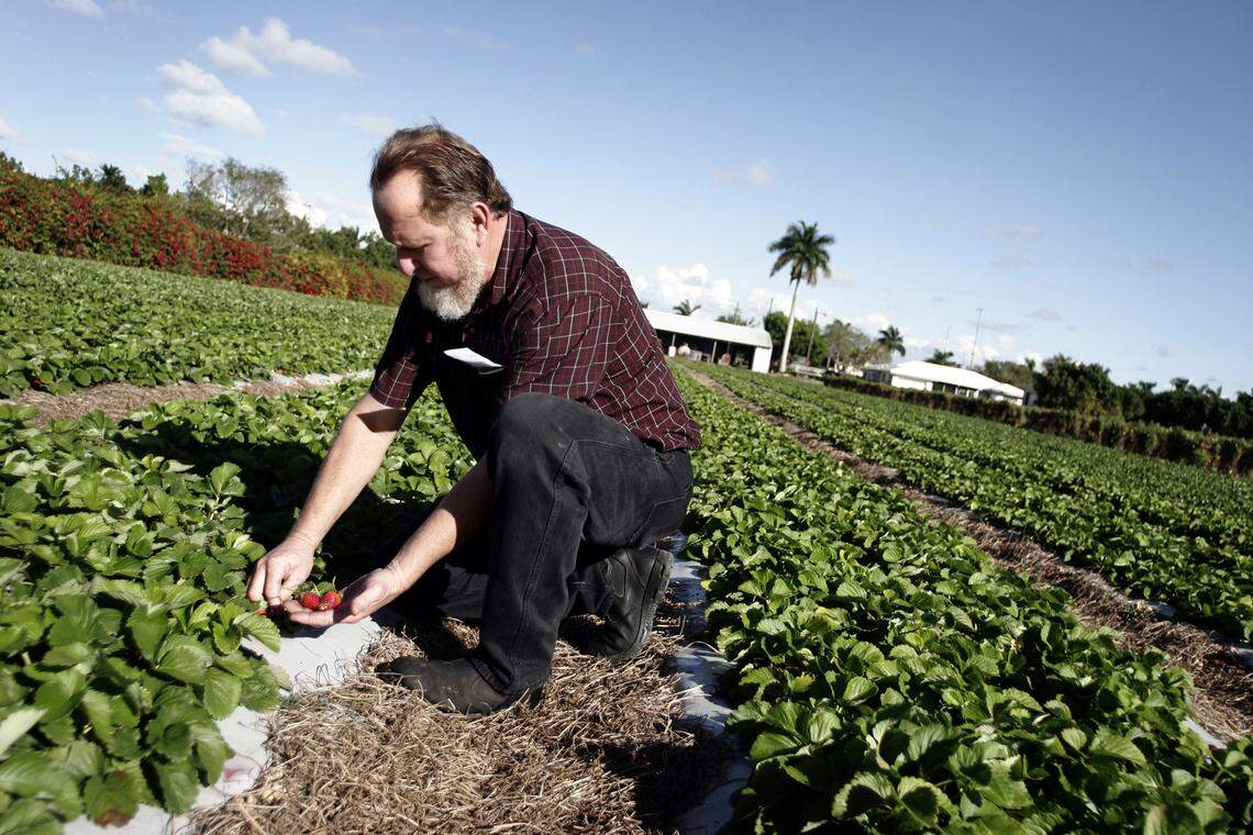 In this file photo from Jan. 7, 2008, Herb Grafe picks strawberries which will then be packaged and sold to customers at Knaus Berry Farm in Homestead.