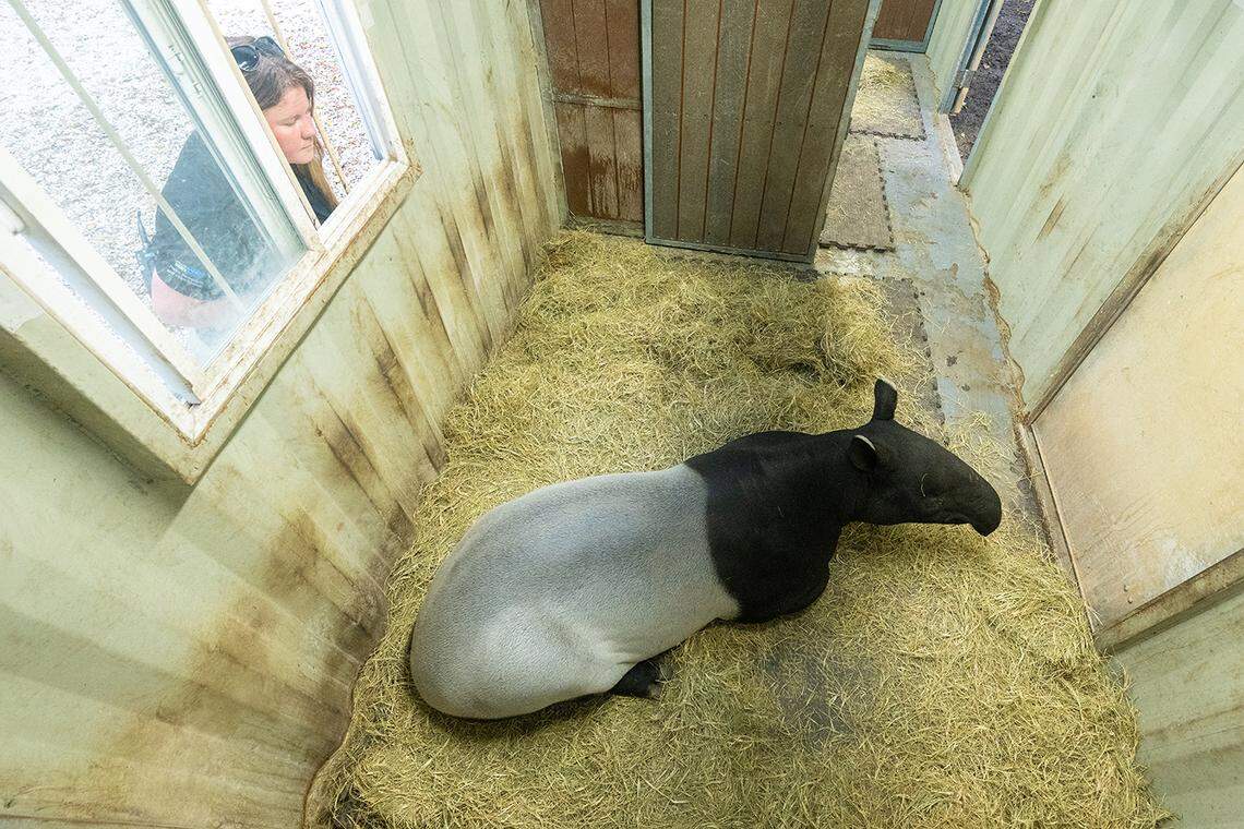 A Malayan tapir absorbs some warmth inside his heated enclosure at Zoo Miami on Friday, Jan. 30, 2026. Zookeepers at the Miami-Dade attraction spent part of the day protecting some of its vulnerable animals from the coming drops of temperatures into the 30s on Sunday and Monday.