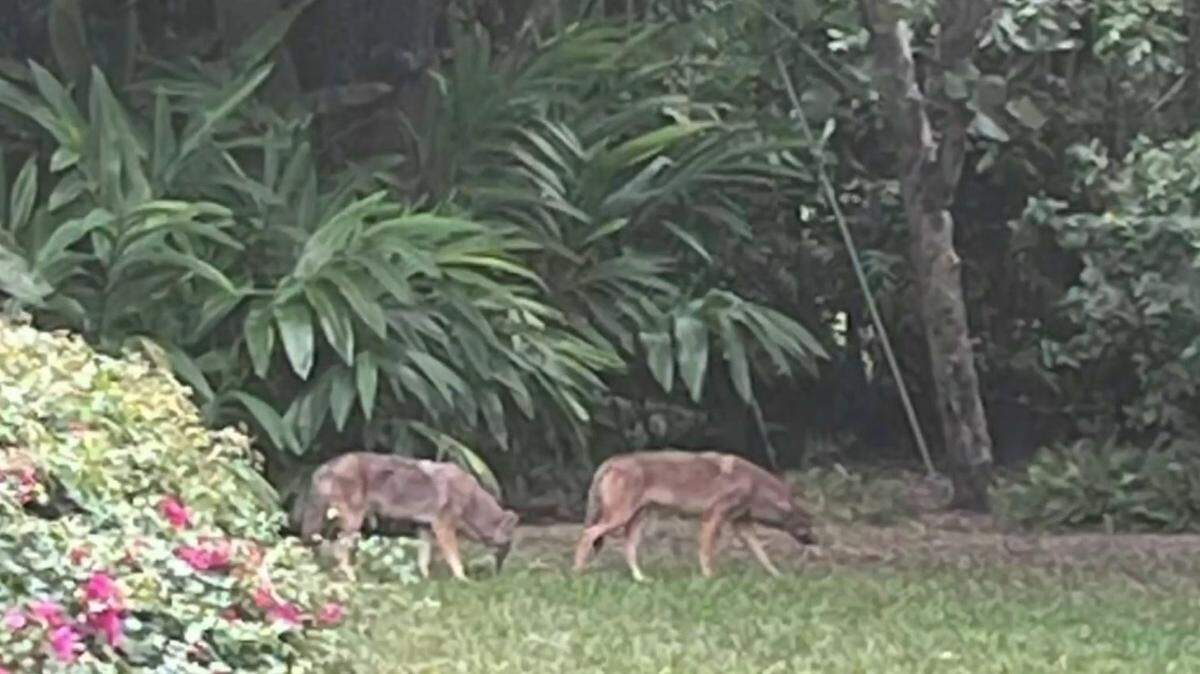 These coyotes were seen in Coral Gables, according to a post on Nextdoor. 