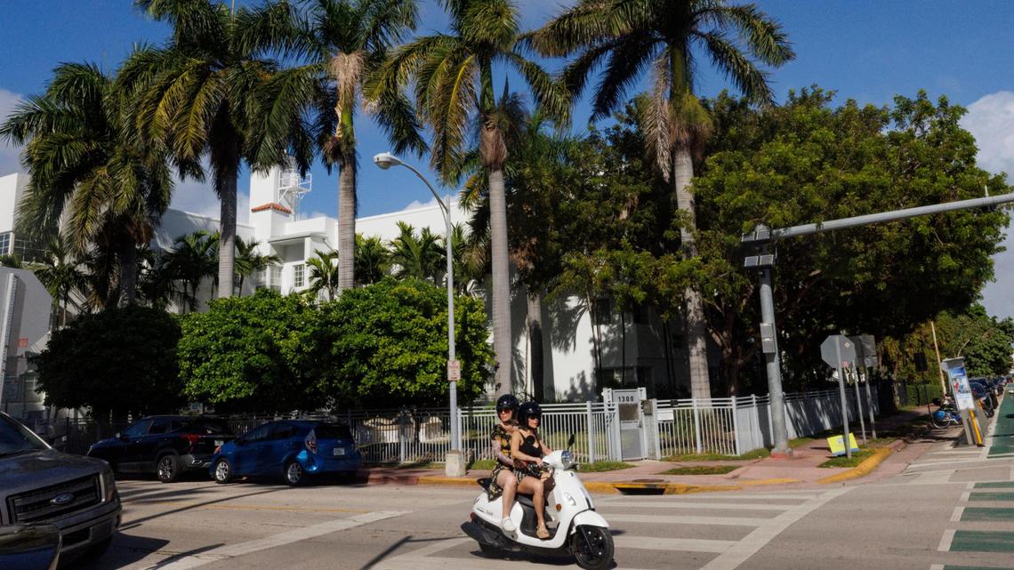 Two people ride on a scooter past palm trees along Meridian Avenue on Wednesday, Dec. 18, 2024, in Miami Beach, Florida. Miami Beach is proposing a new ordinance allowing palm trees instead of canopy trees on public streets and swales.