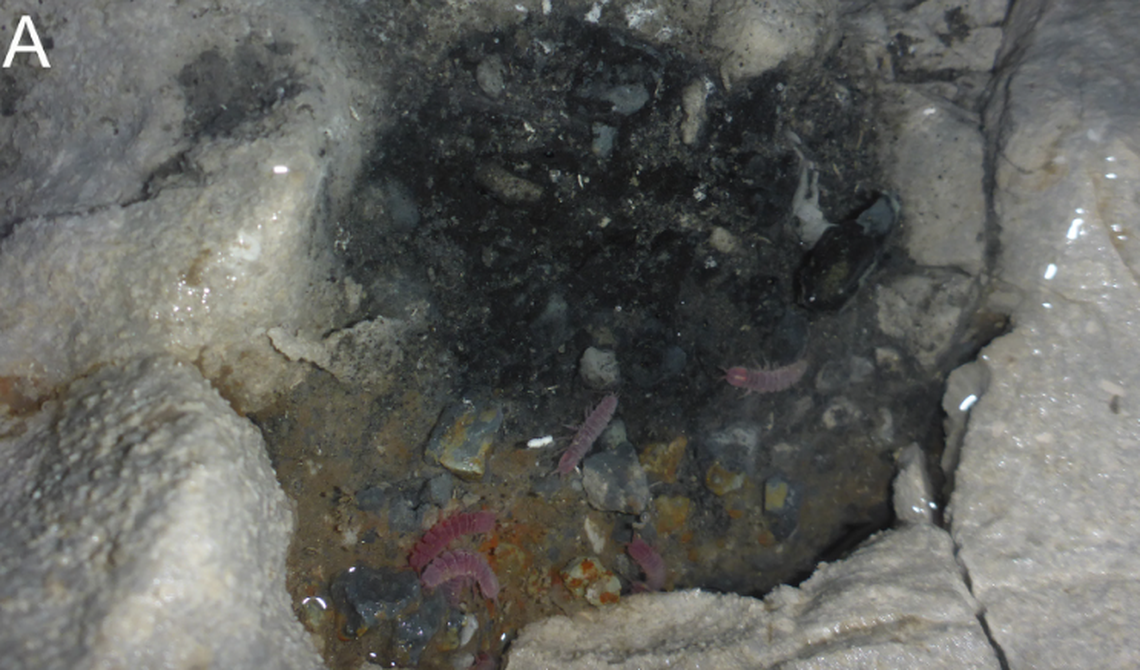 Females of the new species were much larger than the males, researchers said.