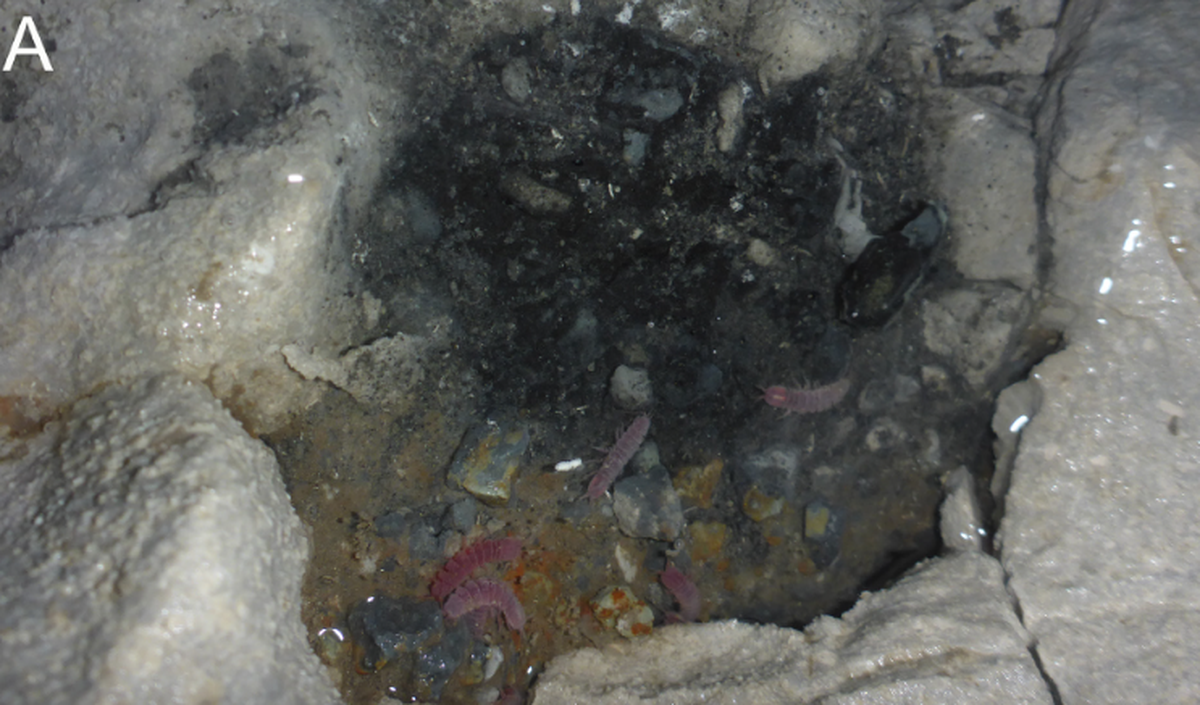 Females of the new species were much larger than the males, researchers said.
