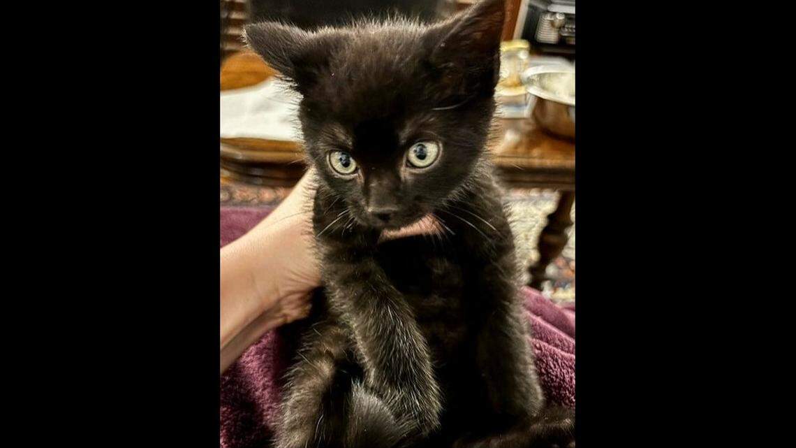 A person who feeds a cat colony found a 5-week-old kitten nearly frozen to death, a Boston rescue organization says.