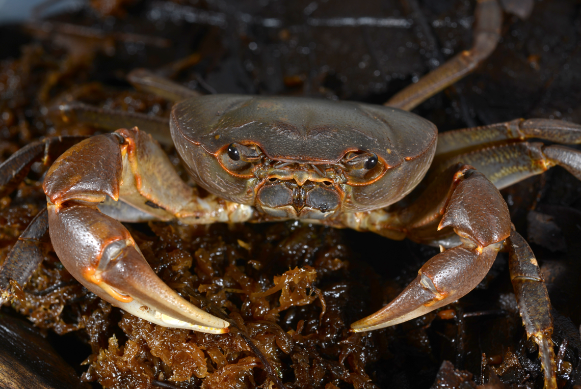 The new species lives in a small geographic range, and is isolated by the islands and terrain.