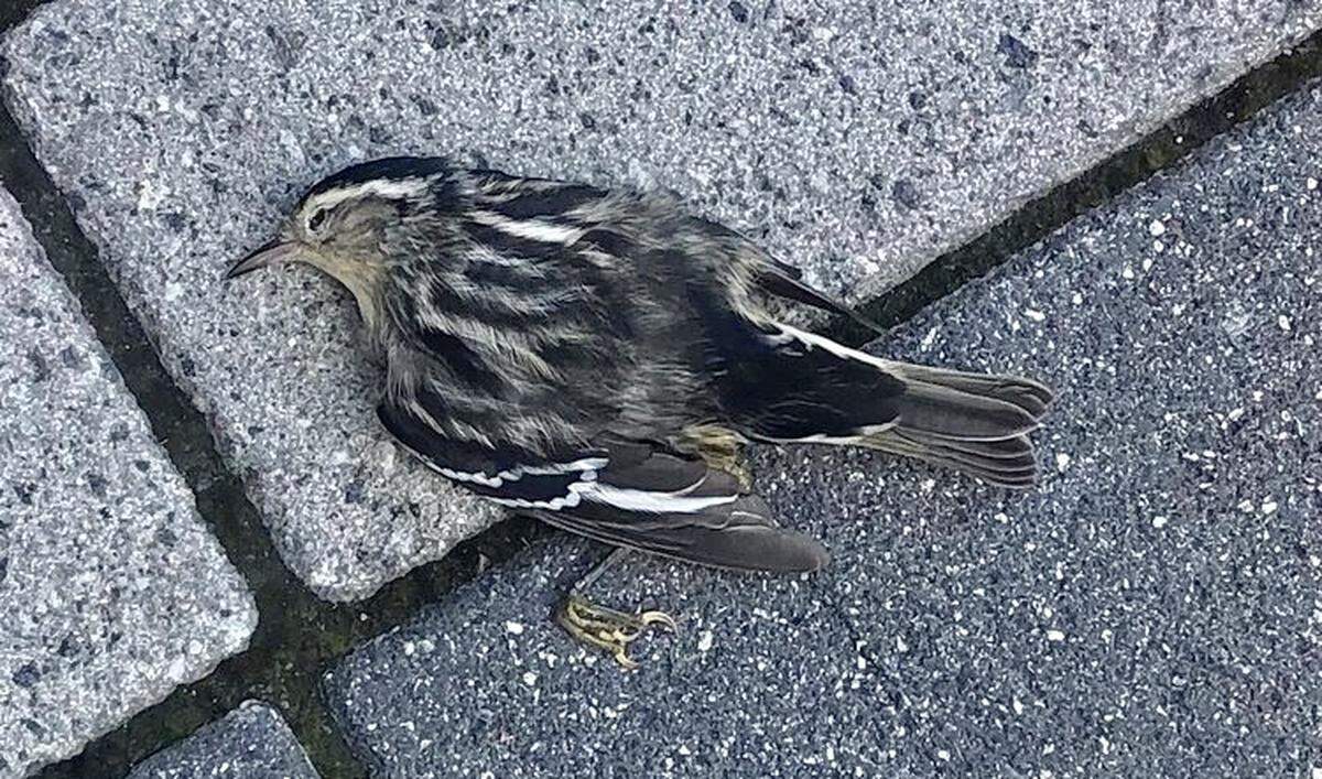 Help keep migrating birds stay safe by keeping outside lights off and blocking nonessential lights from 11 p.m. to 6 a.m. through Nov. 15. Millions of birds in the U.S. collide with buildings every year like this unfortunate black-and-white Warbler in Miami. These birds migrate mostly at night using the stars to navigate.
