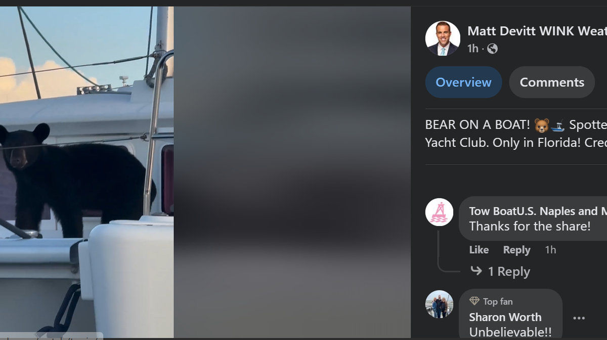 A black bear climbed aboard one the docked boats at Naples Sailing and Yacht Club in Southwest Florida
