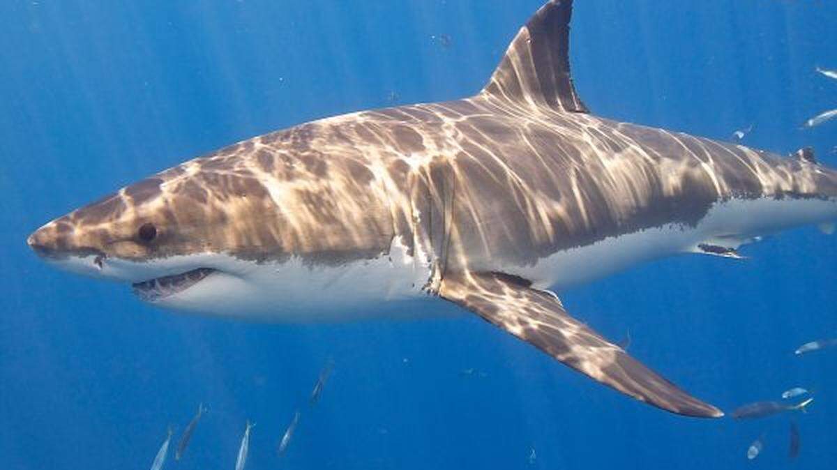 Great white sharks were involved in at least 16 unprovoked bites out of a total of 57 in 2020, including six of the year’s 10 deaths.
