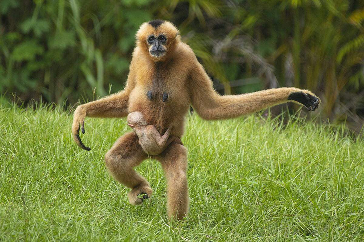 Millie and her newborn show off at Zoo Miami. Millie gave birth to the white-cheeked gibbon on Sept. 4, 2021, said Ron Magill.