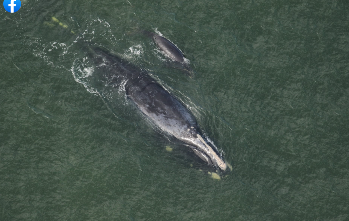 “Chiminea,” a 13-year-old North Atlantic right whale swims with its calf near Cumberland Island, Georgia.