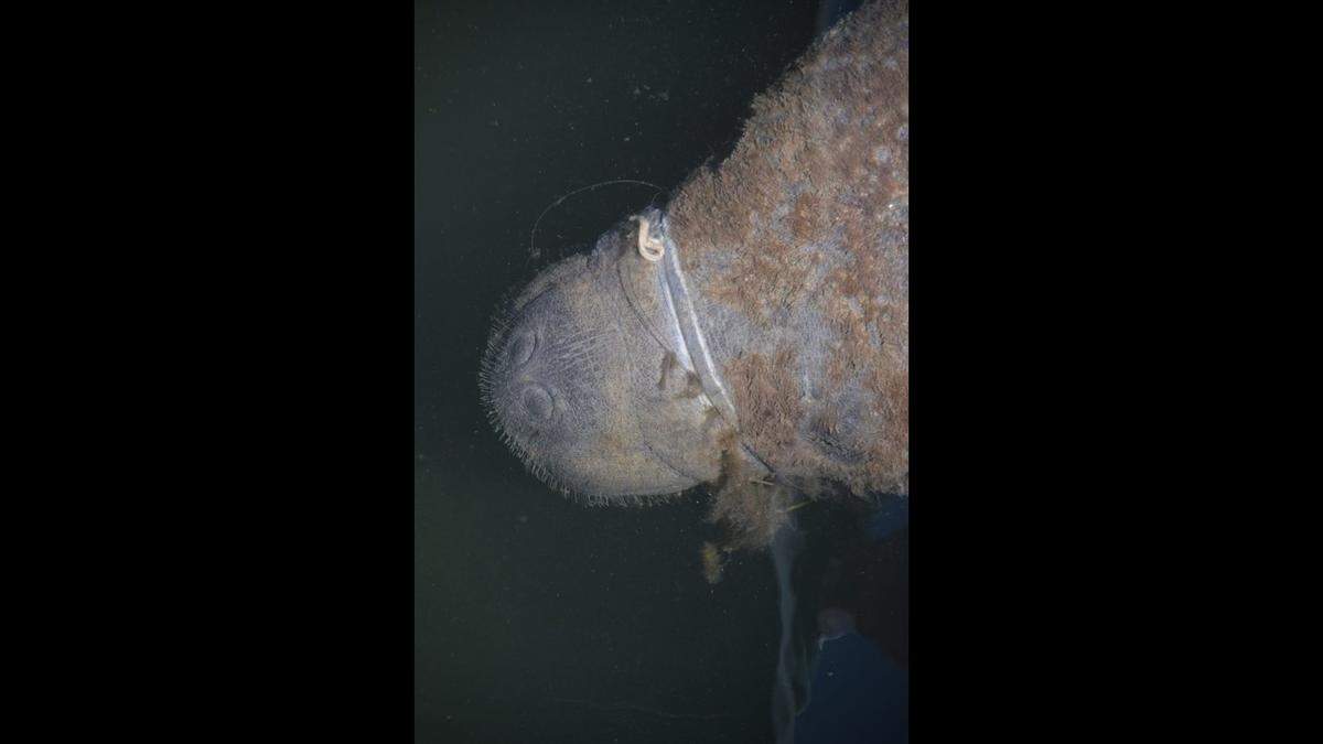 Monofillamant line is wrapped around the muzzle of a female manatee that was rescued from a Key Largo canal Monday, April 24, 2023.