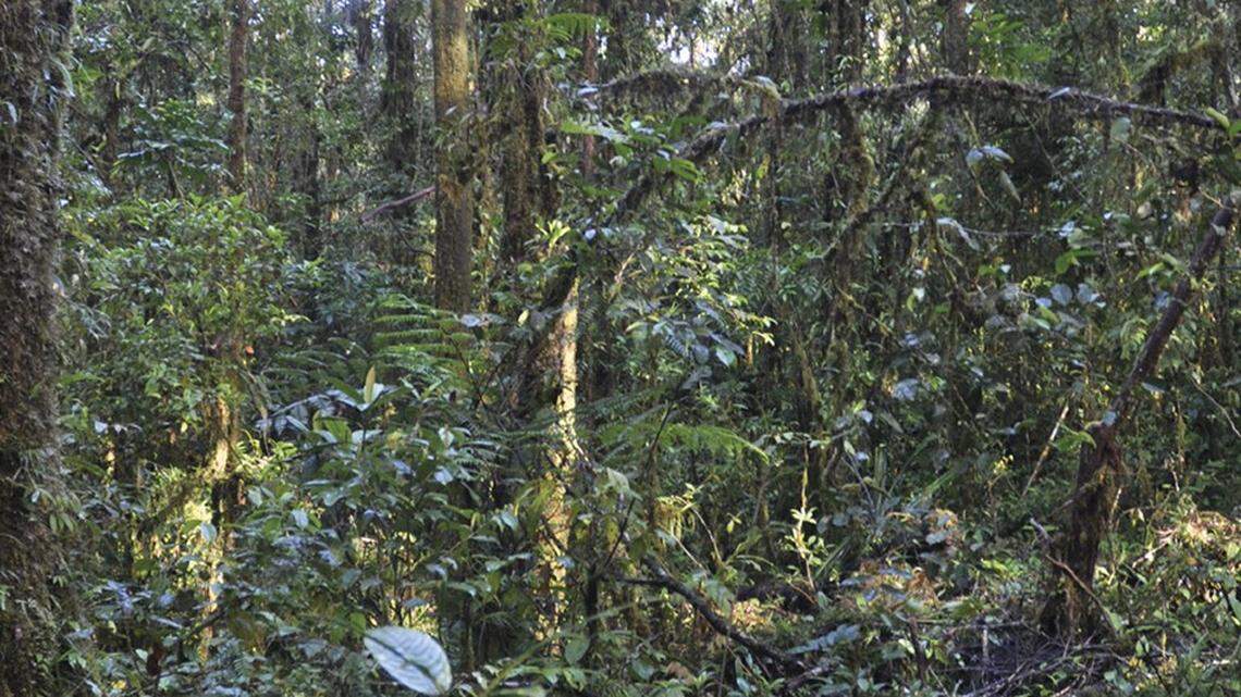 Researchers discovered a new golden species of skink in Papua New Guinea, according to a new study.