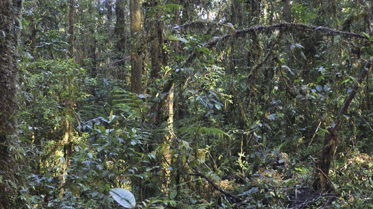 Researchers discovered a new golden species of skink in Papua New Guinea, according to a new study.