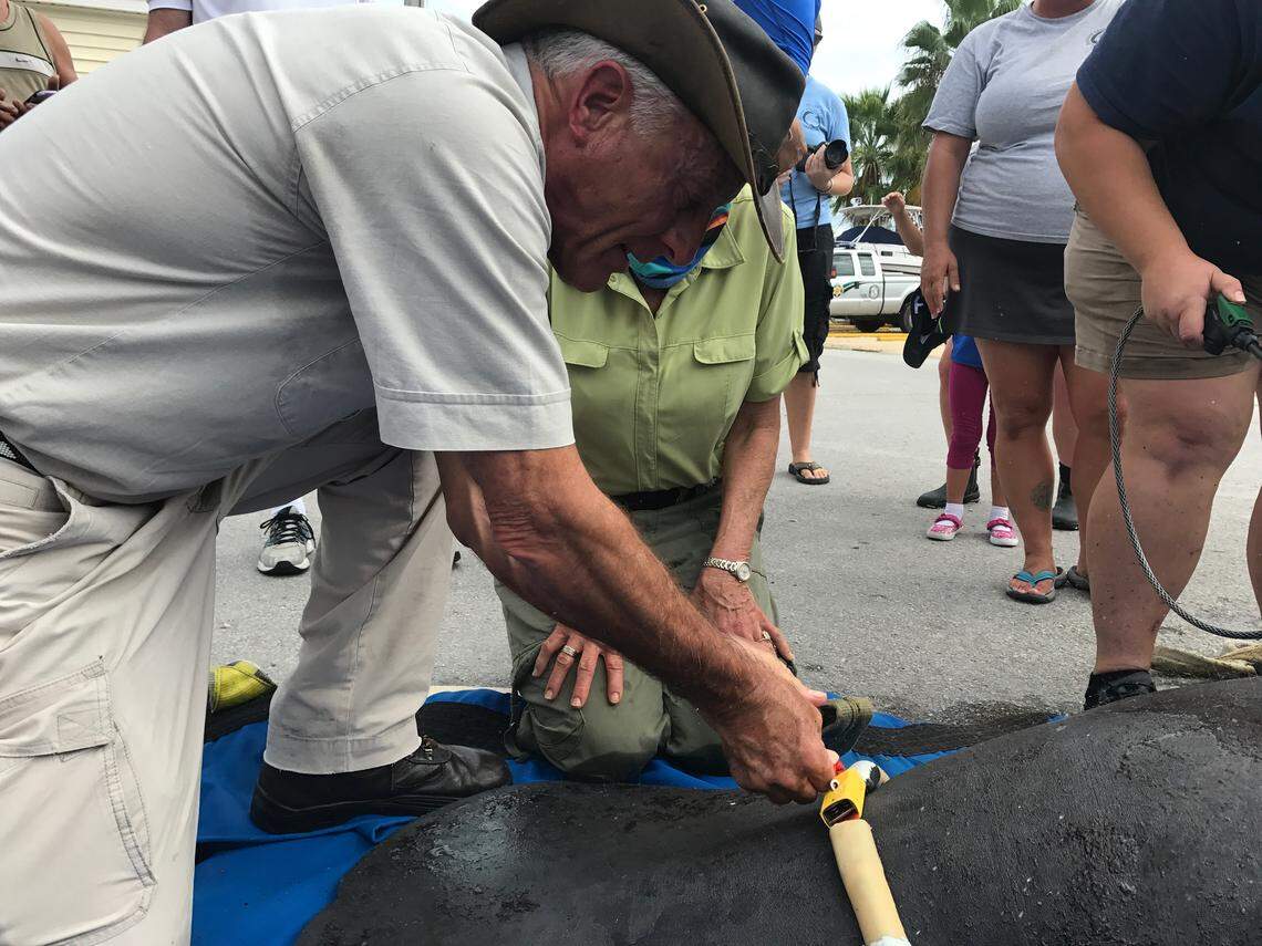 Jack Hanna, director emeritus at the Columbus Zoo and Aquarium, helps biologists attach a satellite tag to the fluke of a juvenile manatee before it was released in Key Largo Thursday, Nov. 15.