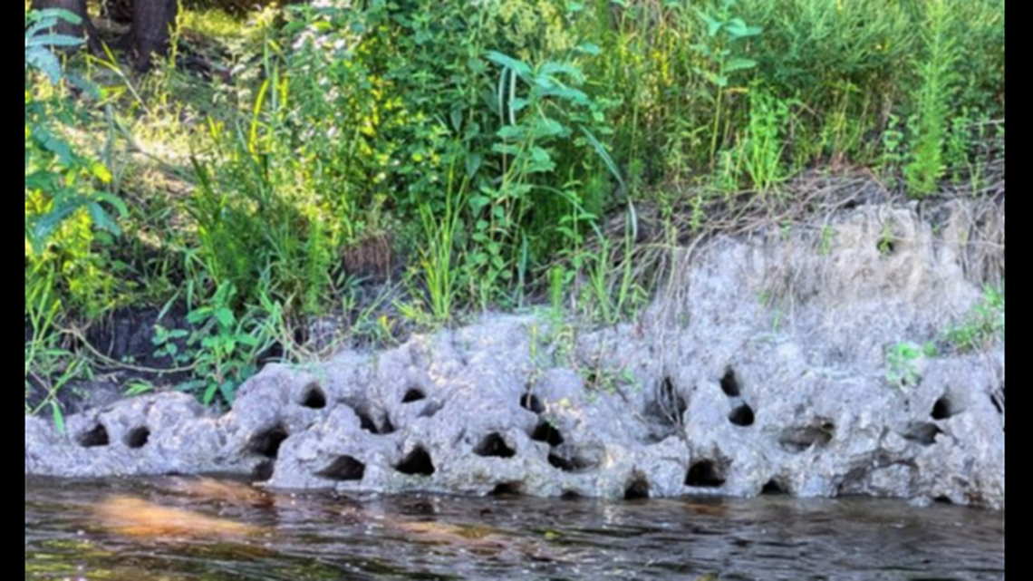 What’s causing these holes to appear in Florida riverbanks? It’s an invasive exotic fish, experts say.