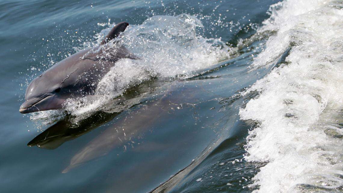 The police squad spotted a pod of dolphins (not pictured) in their company while patrolling Flushing Bay in Queens.