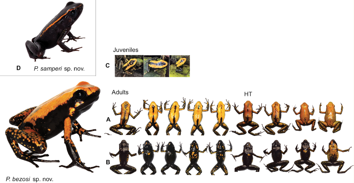 P. bezosi is larger than P. samperi, and has more orange and yellow on its body, researchers said.