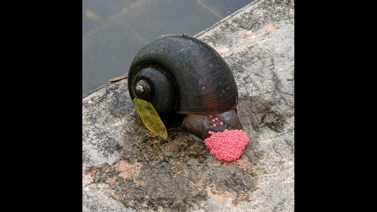 Would you eat this? Louisiana officials are warning the state’s cooks to be wary if they try to eat the invasive giant apple snails spreading in swamps. The snails are native to South America.