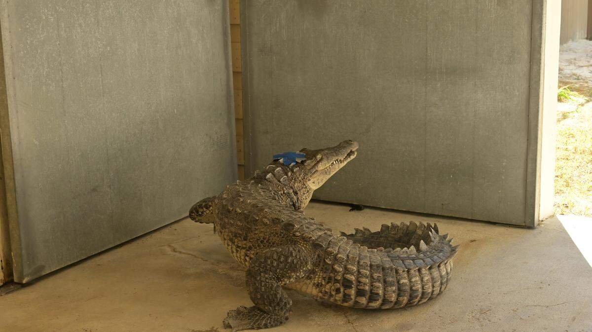 Brittany, the American crocodile found wounded with a spear lodged in its head in the Florida Keys, walks in a stall at Zoo Miami, where veterinarians are treating the reptile with plans to eventually release it back to the wild.