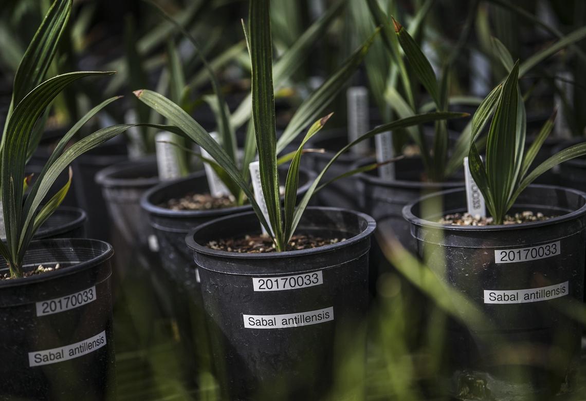 Young sabal antillensis palmettos grow in a greenhouse at the Montgomery Botanical Center in Coral Gables, Florida. This type of palmetto was discovered about a year ago by Montgomery Botanical Center Executive Director M. Patrick Griffith, Ph.D.