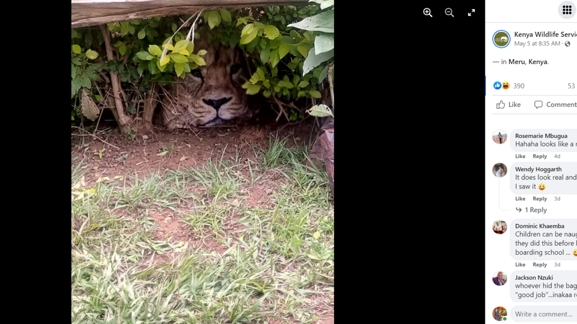 ‘Interesting turn of events’: A lion was spotted in the hedges, but it was something else