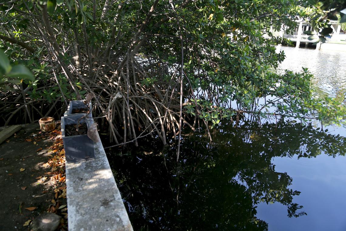 The mangroves along the Intracoastal Waterway behind Barbara Shaheen's Golden Beach home. The water spills into the property during high tide.