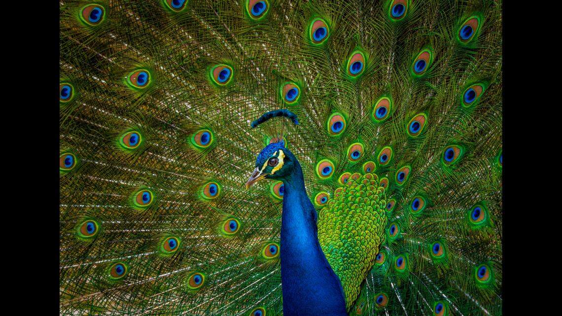 Man kills and eats his pet peacocks because neighbor fed them, Florida cops say