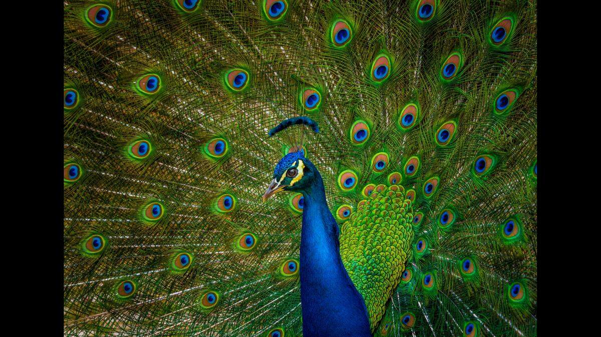 A Hudson, Florida, man killed and ate pet peacocks (not pictured) to “prove a point” to his neighbor, officials say.