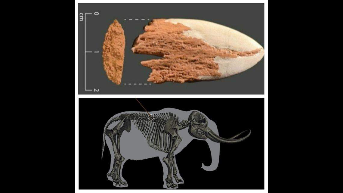 A spear point found embedded in the bone of a mastodon is the oldest bone weapon in America, researchers say.