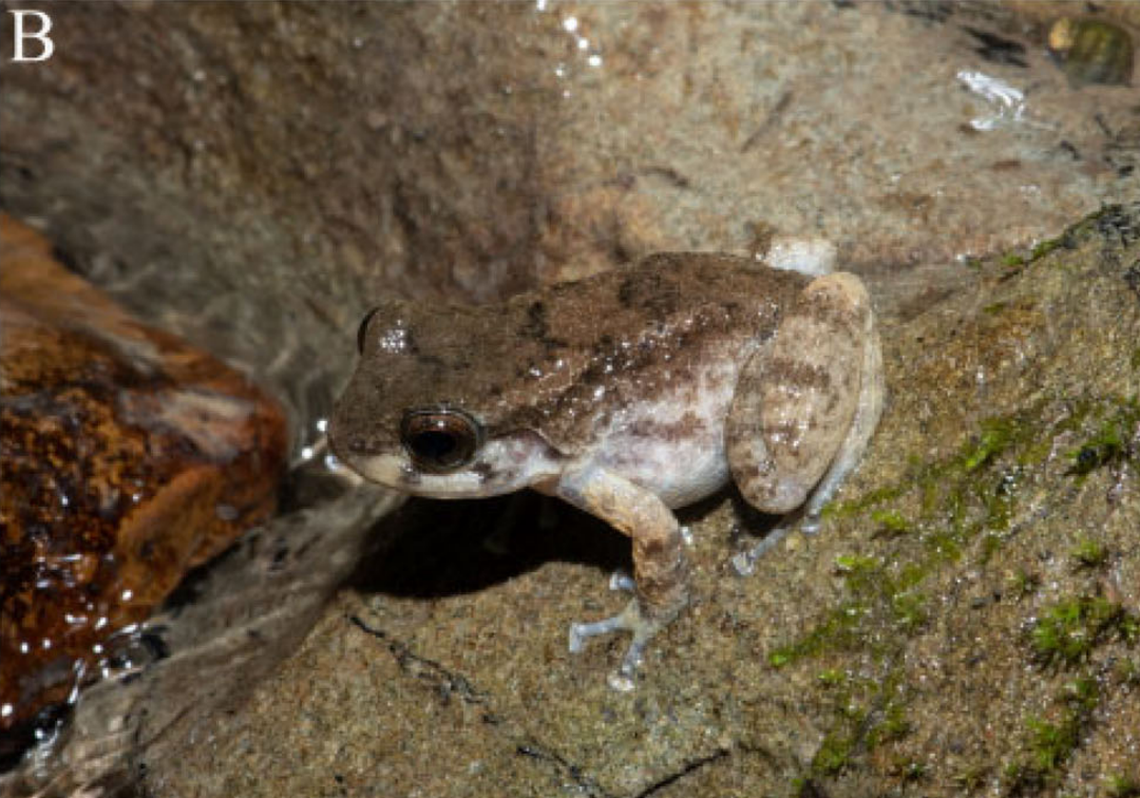 An Alcalus fontinalis, or Indian dwarf mountain frog, in the wild.