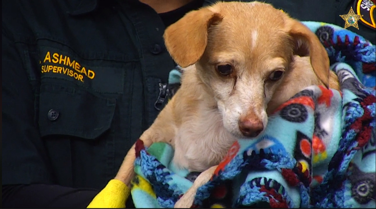10-year-old Kelly is recovering from a broken foot and lacerations after deputies say he was hit by a bullet that struck his owner.