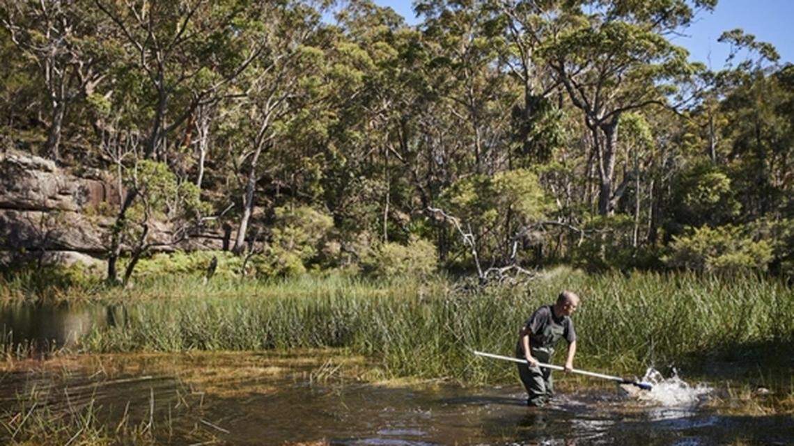 Four female platypuses were the first group to be introduced to the park, University of New South Wales scientists said.