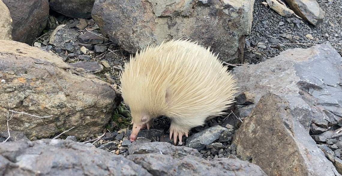 The albino echidna seen digging in rocky soil.