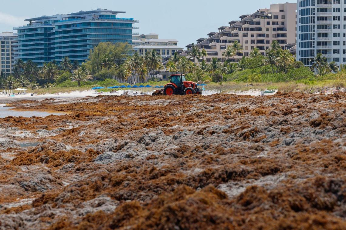 A clean up crew scrapes off piles of seaweed washed ashore on the beaches of Key Biscayne, Florida on Thursday, May 8, 2025. Scientists predict 2025 to be a record seaweed season.
